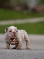 Gale, a female English Bulldog for sale in Miami Gardens, FL – 3 of 6