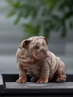 Toky, a male English Bulldog for sale in Miami Gardens, FL – 3 of 3