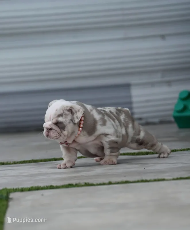 Tokio – English Bulldog puppy for sale in Miami Gardens, FL