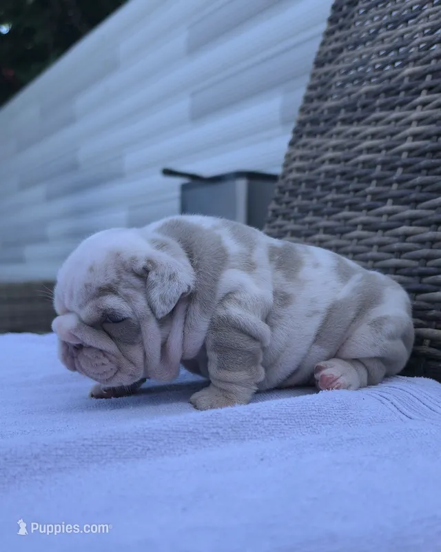 Tokio – English Bulldog puppy for sale in Miami Gardens, FL