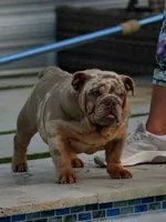 Max, a male English Bulldog for sale in Miami Gardens, FL – 1 of 7