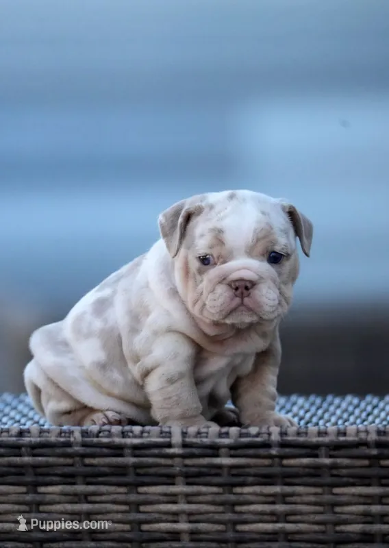 Madrid – English Bulldog puppy for sale in Miami Gardens, FL