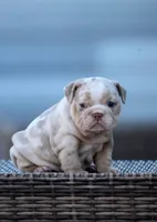 Madrid, a female English Bulldog for sale in Miami Gardens, FL – 1 of 4
