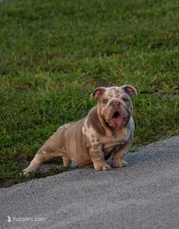 Jalapeño – English Bulldog puppy for sale in Miami Gardens, FL