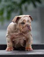 Toky, a male English Bulldog for sale in Miami Gardens, FL – 2 of 3