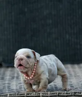 Gale, a female English Bulldog for sale in Miami Gardens, FL – 6 of 6