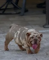 Max, a male English Bulldog for sale in Miami Gardens, FL – 3 of 7