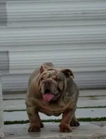 Max, a male English Bulldog for sale in Miami Gardens, FL – 2 of 7
