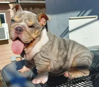 Miami, a female English Bulldog for sale in Miami Gardens, FL – Photo 6 of 7