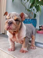 Miami, a female English Bulldog for sale in Miami Gardens, FL – Photo 5 of 7