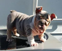 Miami, a female English Bulldog for sale in Miami Gardens, FL – Photo 2 of 7