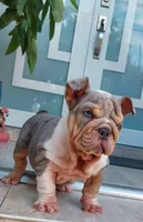 Miami, a female English Bulldog for sale in Miami Gardens, FL – Photo 3 of 7