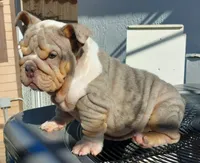 Miami, a female English Bulldog for sale in Miami Gardens, FL – Photo 7 of 7