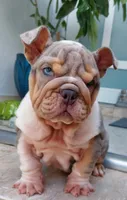 Miami, a female English Bulldog for sale in Miami Gardens, FL – Photo 4 of 7