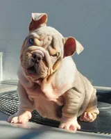 Miami, a female English Bulldog for sale in Miami Gardens, FL – Photo 1 of 7
