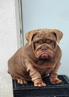 Sugar, a female English Bulldog for sale in Miami Gardens, FL – Photo 3 of 3