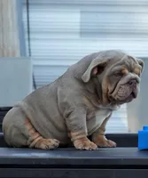 Tesla, a female English Bulldog for sale in Miami Gardens, FL – Photo 5 of 5