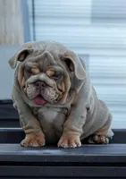 Tesla, a female English Bulldog for sale in Miami Gardens, FL – Photo 3 of 5