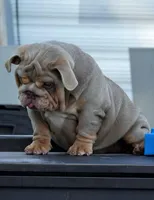 Tesla, a female English Bulldog for sale in Miami Gardens, FL – Photo 1 of 5