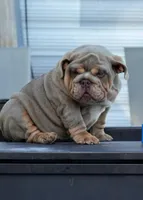 Tesla, a female English Bulldog for sale in Miami Gardens, FL – Photo 4 of 5