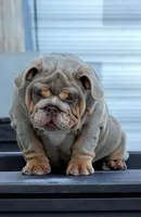 Tesla, a female English Bulldog for sale in Miami Gardens, FL – Photo 2 of 5