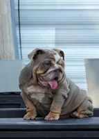 Nova, a female English Bulldog for sale in Miami Gardens, FL – Photo 2 of 3