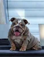 Nova, a female English Bulldog for sale in Miami Gardens, FL – Photo 3 of 3