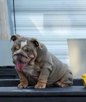 Nova, a female English Bulldog for sale in Miami Gardens, FL – Photo 1 of 3