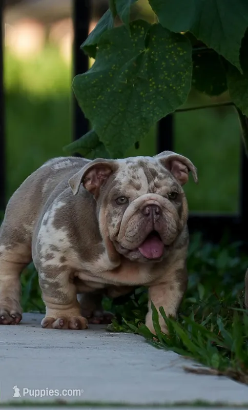Jalapeño – English Bulldog puppy for sale in Miami Gardens, FL
