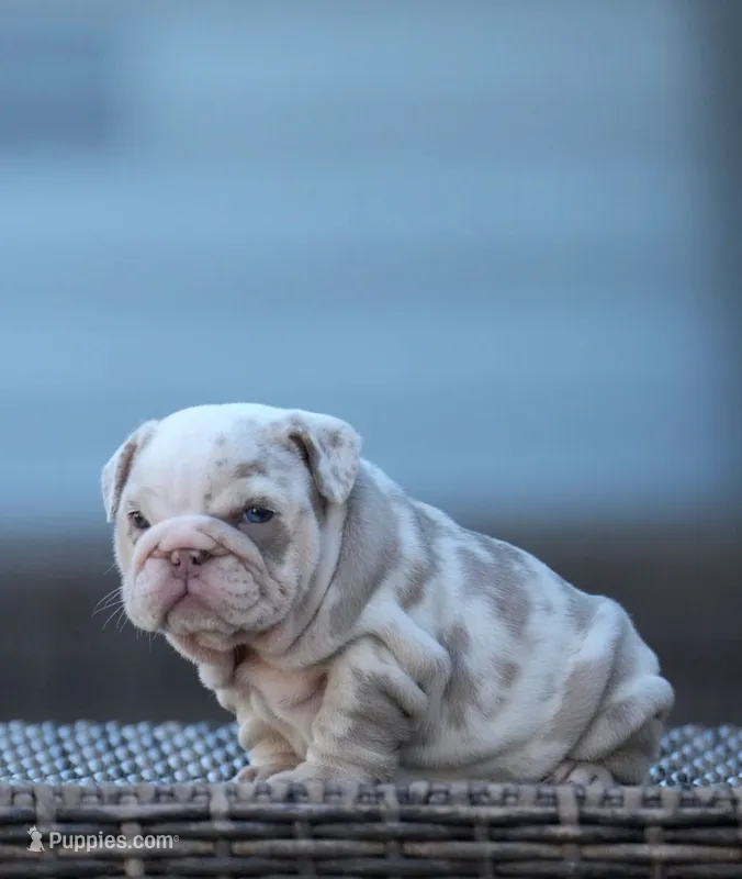 Tokio – English Bulldog puppy for sale in Miami Gardens, FL