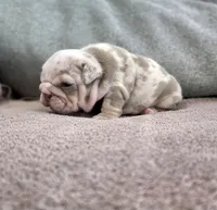 Tokio, a female English Bulldog for sale in Miami Gardens, FL – 1 of 2