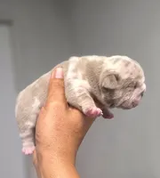Tesla, a female English Bulldog for sale in Miami Gardens, FL – 3 of 4