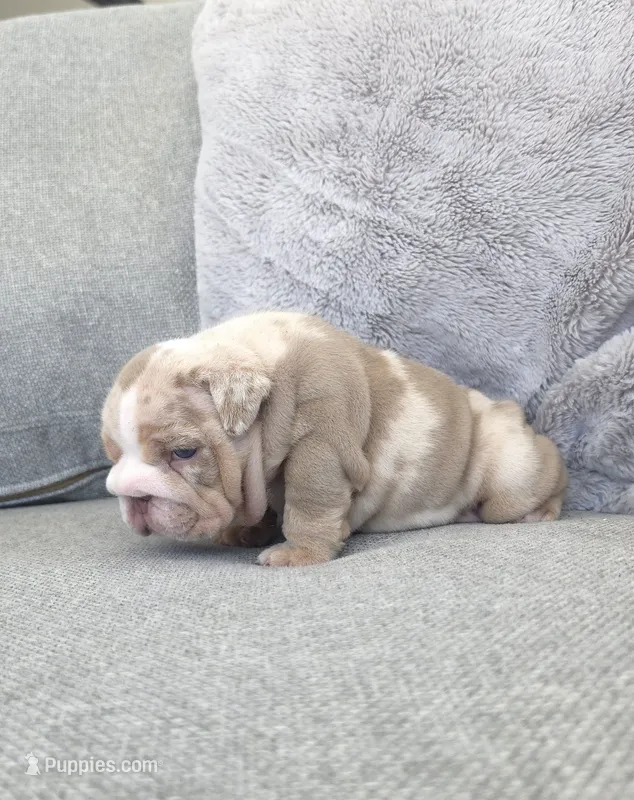 Tesla – English Bulldog puppy for sale in Miami Gardens, FL