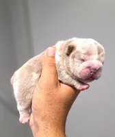 Jalapeño , a male English Bulldog for sale in Miami Gardens, FL – 3 of 3