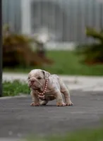 Gale, a female English Bulldog for sale in Miami Gardens, FL – 2 of 6