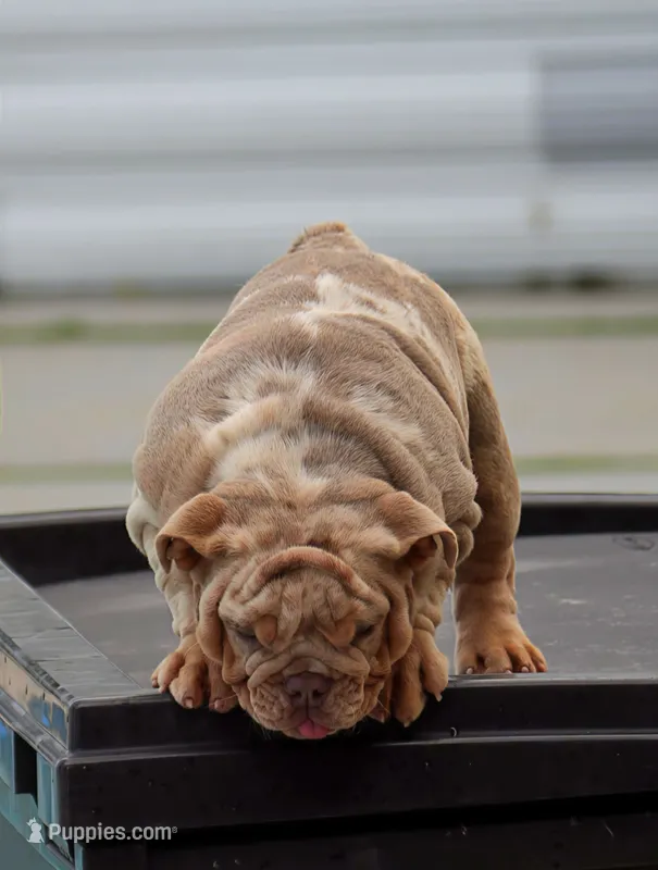 Toky – English Bulldog puppy for sale in Miami Gardens, FL