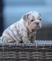 Madrid, a female English Bulldog for sale in Miami Gardens, FL – 2 of 4