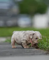 Gale, a female English Bulldog for sale in Miami Gardens, FL – 5 of 6