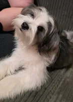 Holly, a female Lhasa Apso and Maltese for sale in Bradford, AR – 2 of 6