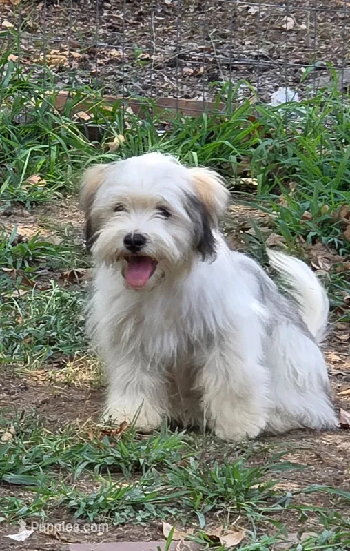 Moose – Lhasa Apso, Maltese puppy for sale in Bradford, AR