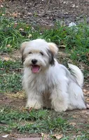 Moose, a male Lhasa Apso and Maltese for sale in Bradford, AR – 1 of 1