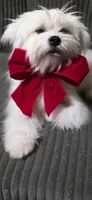 Tot, a female Lhasa Apso and Maltese for sale in Bradford, AR – 3 of 5
