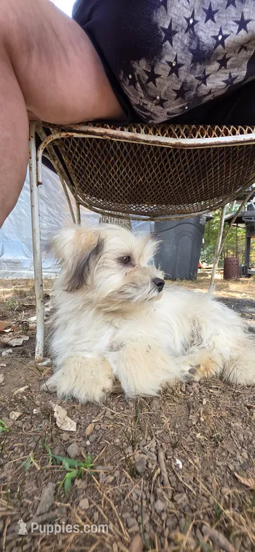 Tater – Lhasa Apso, Maltese puppy for sale in Bradford, AR