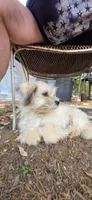 Tater, a female Lhasa Apso and Maltese for sale in Bradford, AR – 1 of 2