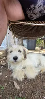 Tater, a female Lhasa Apso and Maltese for sale in Bradford, AR – 2 of 2