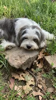 Holly, a female Lhasa Apso and Maltese for sale in Bradford, AR – 4 of 6