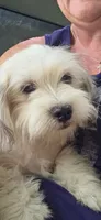 Oggie, a male Lhasa Apso and Maltese for sale in Bradford, AR – 1 of 1