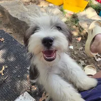 Holly, a female Lhasa Apso and Maltese for sale in Bradford, AR – 6 of 6