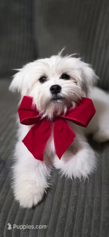 Tot – Lhasa Apso, Maltese puppy for sale in Bradford, AR