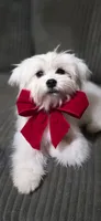 Tot, a female Lhasa Apso and Maltese for sale in Bradford, AR – 1 of 5